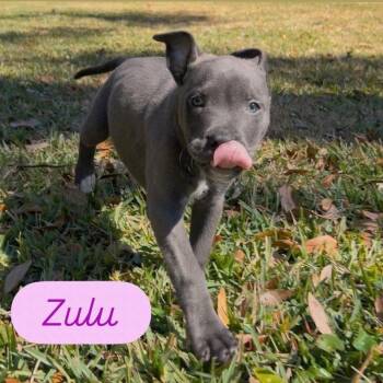 Labrador Retriever and American Staffordshire Terrier Dogs Available for Adoption - Zulu | PetCurious