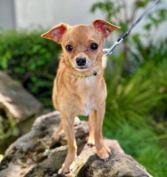 Chihuahua Dogs Available for Adoption in Palo Alto, California - Micro Machine | PetCurious