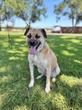 Rocko -  Labrador Retriever Dog for Adoption in Aiken, South Carolina - Rocko | PetCurious
