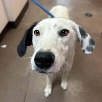 Moonee -  Border Collie and Mixed Breed Dog for Adoption in Flagstaff, Arizona - Moonee | PetCurious