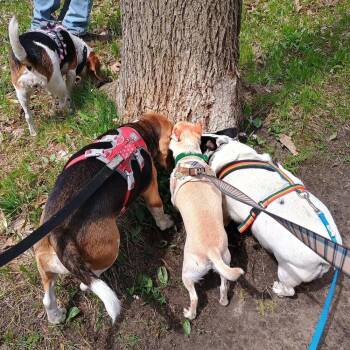 Jack Russell Terrier Dogs Available for Adoption in Muskegon, Michigan - Dexter **IN FOSTER** | PetCurious