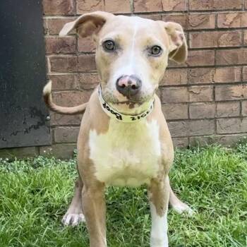Boop -  Pit Bull Terrier Dog for Adoption in Birmingham, Alabama - Boop | PetCurious
