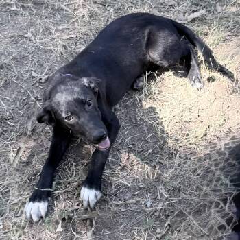Hazel -  Labrador Retriever and Border Collie Dog for Adoption in Olive Branch, Mississippi - Hazel | PetCurious