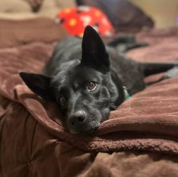 German Shepherd Dog and Australian Kelpie Dogs Available for Adoption - Stormy Belle Is Your Soul Dog | PetCurious