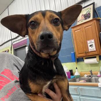 Stubby -  Mixed Breed Dog for Adoption in Corbin, Kentucky - Stubby | PetCurious