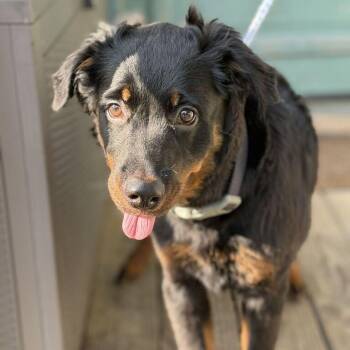 Lola Lou -  Spaniel and Rottweiler Dog for Adoption in Abbotsford, British Columbia - Lola Lou | PetCurious