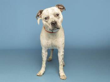BENJI -  Pit Bull Terrier Dog for Adoption in Phoenix, Arizona - BENJI | PetCurious