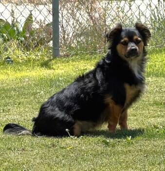 Darwin-61296715 -  Chihuahua Dog for Adoption in Elko, Nevada - Darwin-61296715 | PetCurious