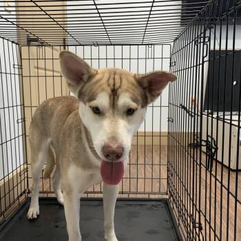 Rescue Husky Dogs for Adoption in Loxahatchee Groves, Florida - Yoda | PetCurious
