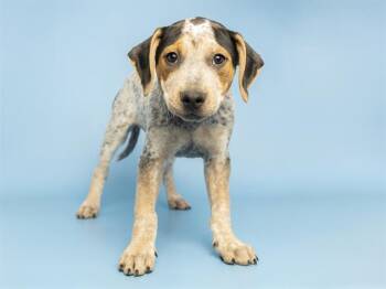 English Coonhound and Mixed Breed Dogs Available for Adoption in Phoenix, Arizona - WYATT | PetCurious