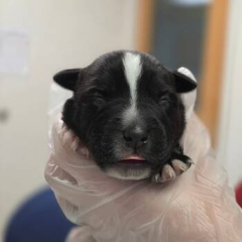Smoothie -  Mixed Breed Dog for Adoption in Charleston, West Virginia - Smoothie | PetCurious