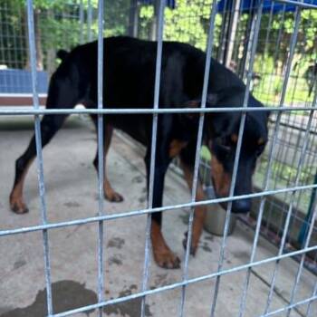 Kairo -  Doberman Pinscher Dog for Adoption in Columbus, North Carolina - Kairo | PetCurious