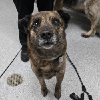 Brod -  German Shepherd Dog Dog for Adoption in Grand Rapids, Michigan - Brod | PetCurious