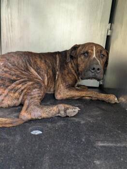 VINNY -  American Staffordshire Terrier Dog for Adoption in San Antonio, Texas - VINNY | PetCurious