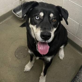 Husky Dogs Available for Adoption - 70491 | PetCurious