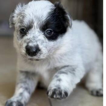 Freckles -  Cattle Dog Dog for Adoption in Larkfield-wikiup, California - Freckles | PetCurious