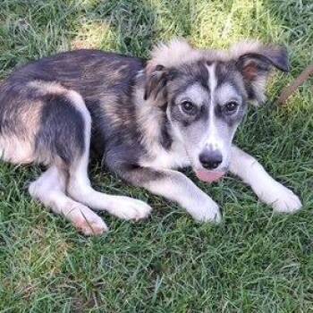 Jackson -  Australian Cattle Dog Blue Heeler and Husky Dog for Adoption in Dayton, Ohio - Jackson | PetCurious