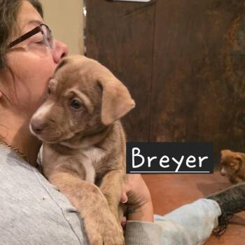 Mixed Breed Dogs Available for Adoption in Glenfield, New York - Breyer | PetCurious