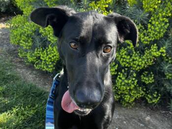 PEGGY -  Labrador Retriever and Mixed Breed Dog for Adoption in Martinez, California - PEGGY | PetCurious