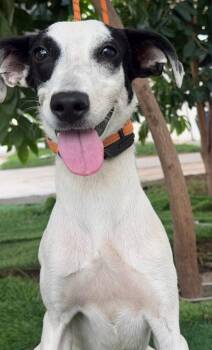 Mapi -  Italian Greyhound and Whippet Dog for Adoption in Ramona, California - Mapi | PetCurious
