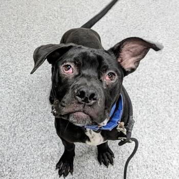 Pluto -  Boxer and Mixed Breed Dog for Adoption in Grand Rapids, Michigan - Pluto | PetCurious