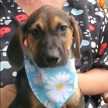 Rescue Mixed Breed Dogs for Adoption in Woolwich, Maine - Curly | PetCurious