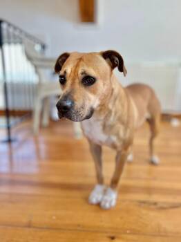 Kahlua -  Labrador Retriever and Staffordshire Bull Terrier Dog Available for Adoption in Hudson, New York - Kahlua | PetCurious