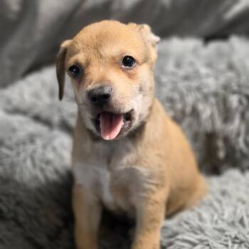 Alicia SE -  Pointer and Mixed Breed Dog for Adoption in Austin, Texas - Alicia SE | PetCurious