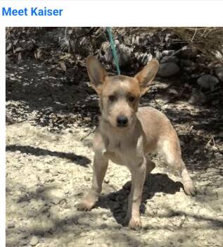 Kaiser -  Australian Cattle Dog Blue Heeler Dog for Adoption in Salt Lake City, Utah - Kaiser | PetCurious