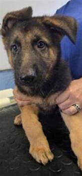 A886756 -  German Shepherd Dog Dog for Adoption in Camarillo, California - A886756 | PetCurious