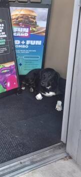 TROOPER -  Hound Dog for Adoption in San Antonio, Texas - TROOPER | PetCurious