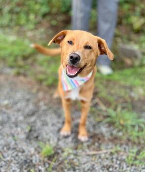 Mixed Breed Dogs Available for Adoption in Ellijay, Georgia - Renegade | PetCurious
