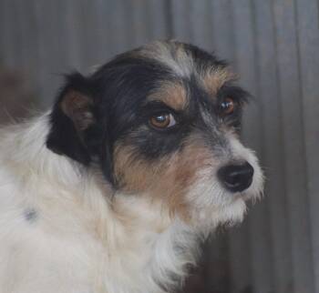 Tom -  Jack Russell Terrier Dog Available for Adoption in Post, Texas - Tom | PetCurious