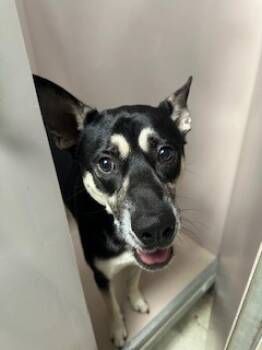 Rescue Mixed Breed Dogs for Adoption in Sherwood, Arkansas - Comanche | PetCurious