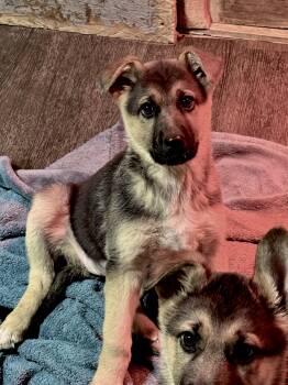 German Shepherd Dog Dogs Available for Adoption - Lima | PetCurious