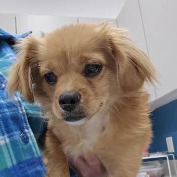 Mixed Breed Dogs Available for Adoption - Harken | PetCurious