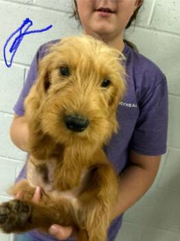 Floppy -  Golden Retriever and Standard Poodle Dog for Adoption in Paducah, Kentucky - Floppy | PetCurious