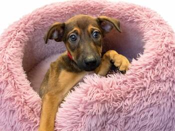 Doberman Pinscher and Mixed Breed Dogs Available for Adoption - JANICE | PetCurious