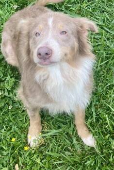 Fiona -  Australian Shepherd Dog for Adoption in Honeoye Falls, New York - Fiona | PetCurious