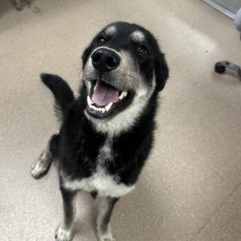 Siberian Husky Dogs Available for Adoption in Los Angeles, California - Espresso A1916524 | PetCurious