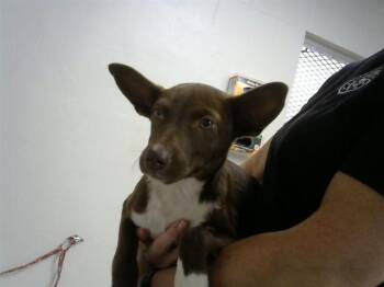Chihuahua Dogs Available for Adoption in Pasadena, Texas - A185359 | PetCurious