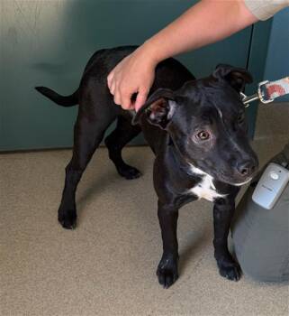 MONICA -  Feist and Mixed Breed Dog for Adoption in Newton, North Carolina - MONICA | PetCurious