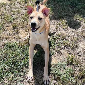Turtle Retrieving Dogs 37 Available Dogs for Adoption near Henderson, Kentucky | PetCurious