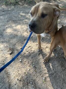 Rescue Terrier and Mixed Breed Dogs for Adoption in Fort Worth, Texas - Jasmine | PetCurious