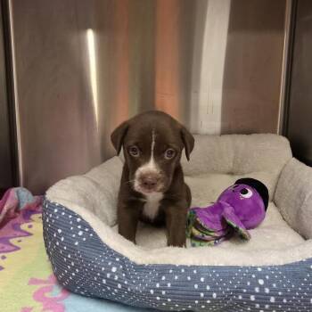 Vixen -  Chocolate Labrador Retriever and Mixed Breed Dog for Adoption in Denison, Texas - Vixen | PetCurious