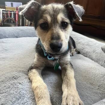 Mixed Breed Dogs Available for Adoption in Buffalo, Minnesota - Rye | PetCurious