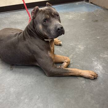 Rescue Mixed Breed Dogs for Adoption in Memphis, Tennessee - Fandango | PetCurious