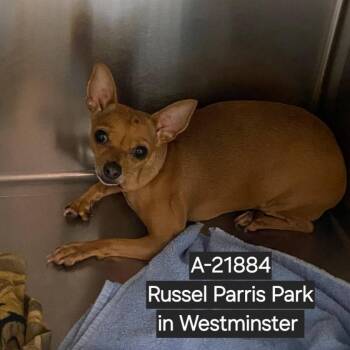 WAGS-Stray-21884 -  Chihuahua Dog for Adoption in Westminster, California - WAGS-Stray-21884 | PetCurious