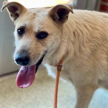 Rescue Mixed Breed Dogs for Adoption in Edmond, Oklahoma - VENUS | PetCurious