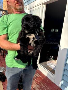 Saint Bernard and Black Labrador Retriever Dogs Available for Adoption - Charger | PetCurious